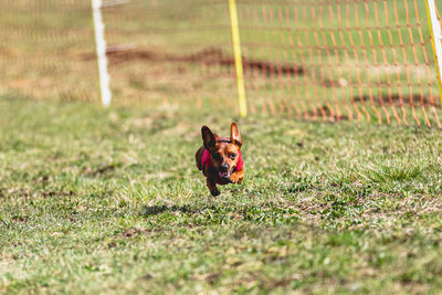 Dog running on grassy field