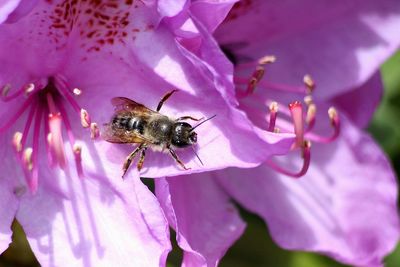 Close-up of bee on purple flower