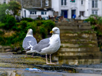 Close-up of seagulls perching on rock