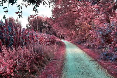 View of pink cherry blossoms on road