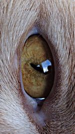 Close-up of animal eye