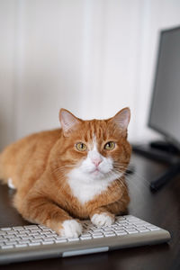 Red cat looking at camera while laying  on table