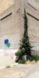 Plants growing against wall and building