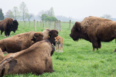 Buffalo grazing on grassy field