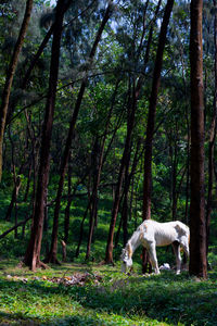 Horse grazing in park