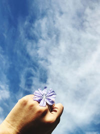 Close-up of hand holding purple flower against blue sky