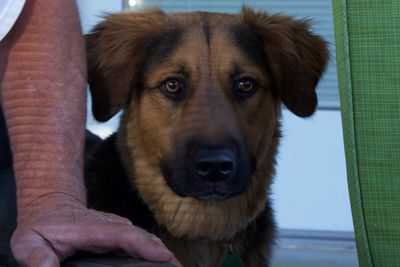 Cropped hand of man by dog