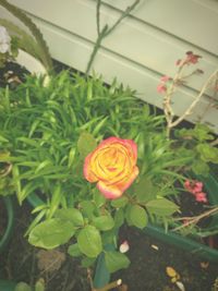 Close-up of red rose blooming outdoors