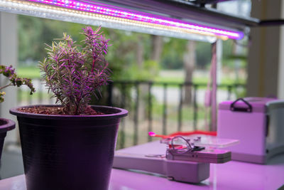 Close-up of potted plant on table