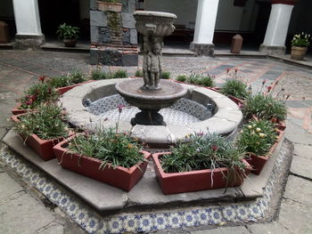 High angle view of potted plants in garden