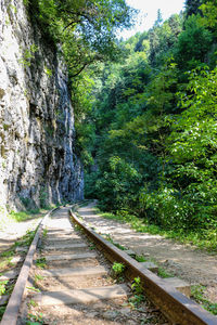 Railroad track amidst trees in forest