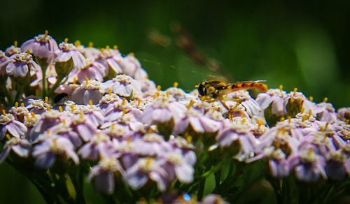 Close-up of bee pollinating on purple flowers