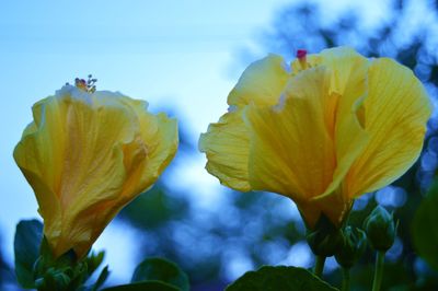 Close-up of yellow flower blooming against sky