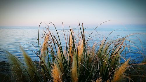 Scenic view of landscape