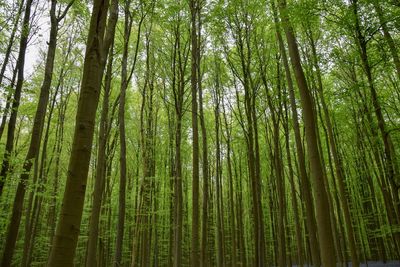 Low angle view of bamboo trees in forest