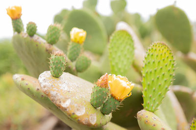 Close-up of succulent plant