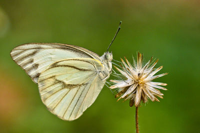 Close-up of butterfly pollinating on flower