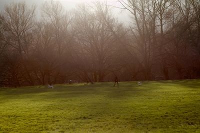 Trees on grassy field