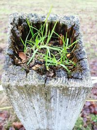 Close-up of plant