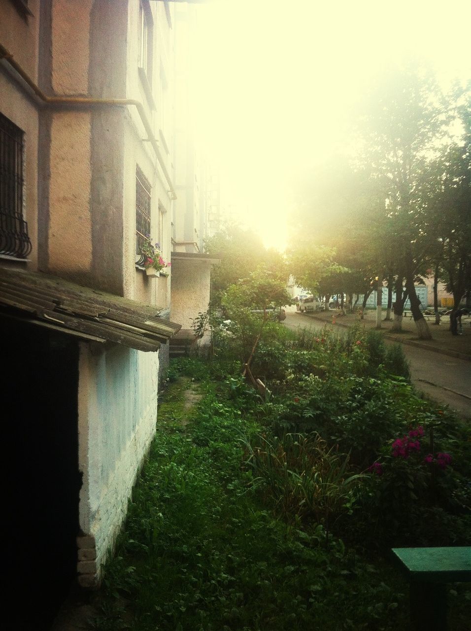 building exterior, architecture, built structure, sunlight, tree, clear sky, house, growth, plant, sun, residential structure, nature, residential building, sunbeam, day, no people, outdoors, grass, building, sky