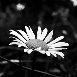 Close-up of flower