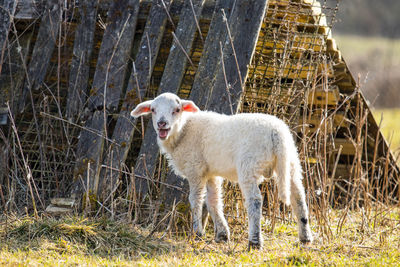 Sheep standing in farm