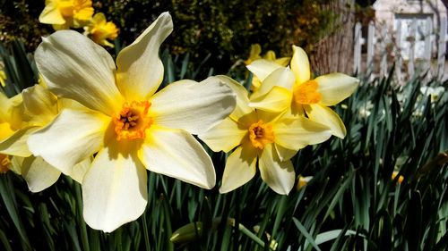 Close-up of yellow flowers