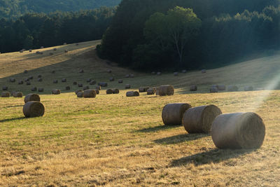 Hay bales on field