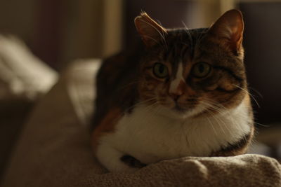 Close-up portrait of cat relaxing on seat at home