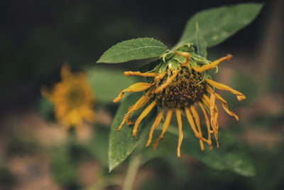 Close-up of honey bee on flower