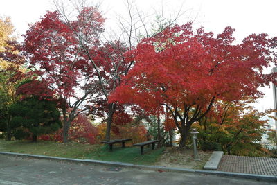 Trees in park against sky during autumn