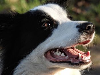 Close-up of dog looking away