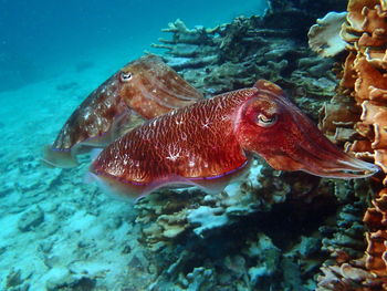 Close-up of fish swimming in sea