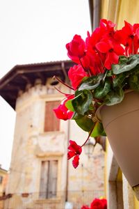 Close-up of red rose flower pot