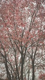 Low angle view of tree against sky