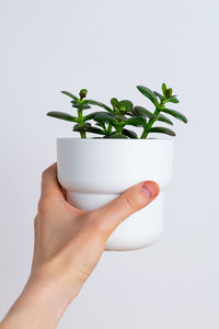 Midsection of person holding potted plant against white background
