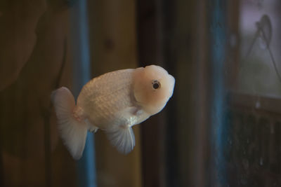 Close-up of fish swimming in glass