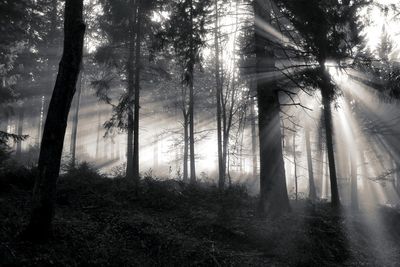 Sunlight streaming through trees in forest