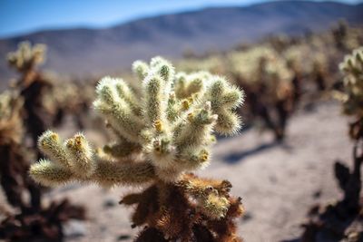 Close-up of cactus plant on field