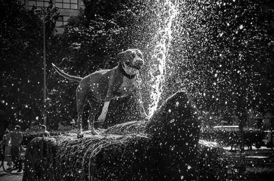 Dog playing at fountain