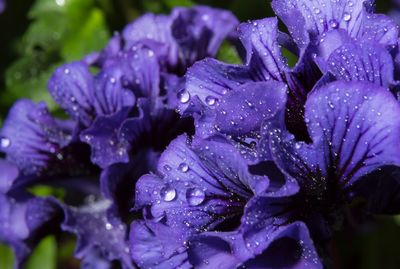 Close-up of water drops on flower
