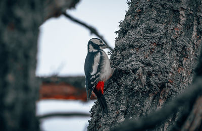 Bird perching on a tree