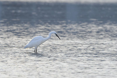 Bird on a lake