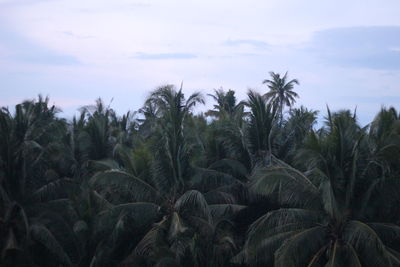 Palm trees on landscape against sky