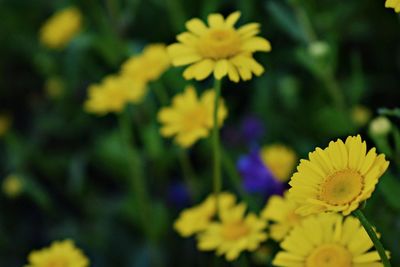 Close-up of yellow flowers blooming outdoors