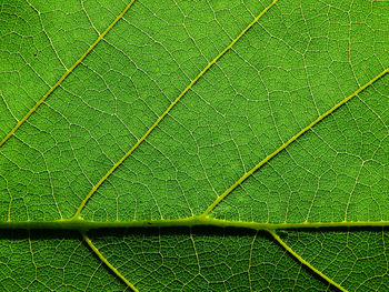 Closeup green leaf texture