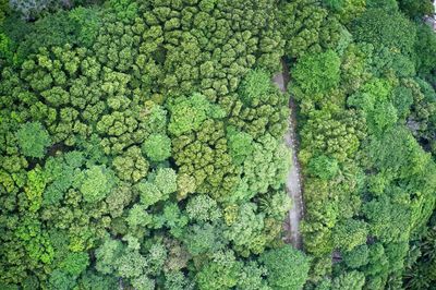 Drone field of view of a walkway through a green landscape mahé, seychelles.