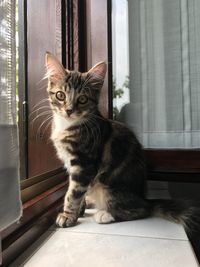 Portrait of a cat looking through window