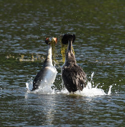 Ducks swimming in lake