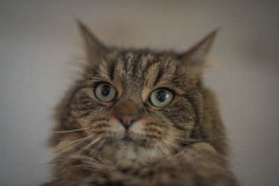Close-up portrait of a cat